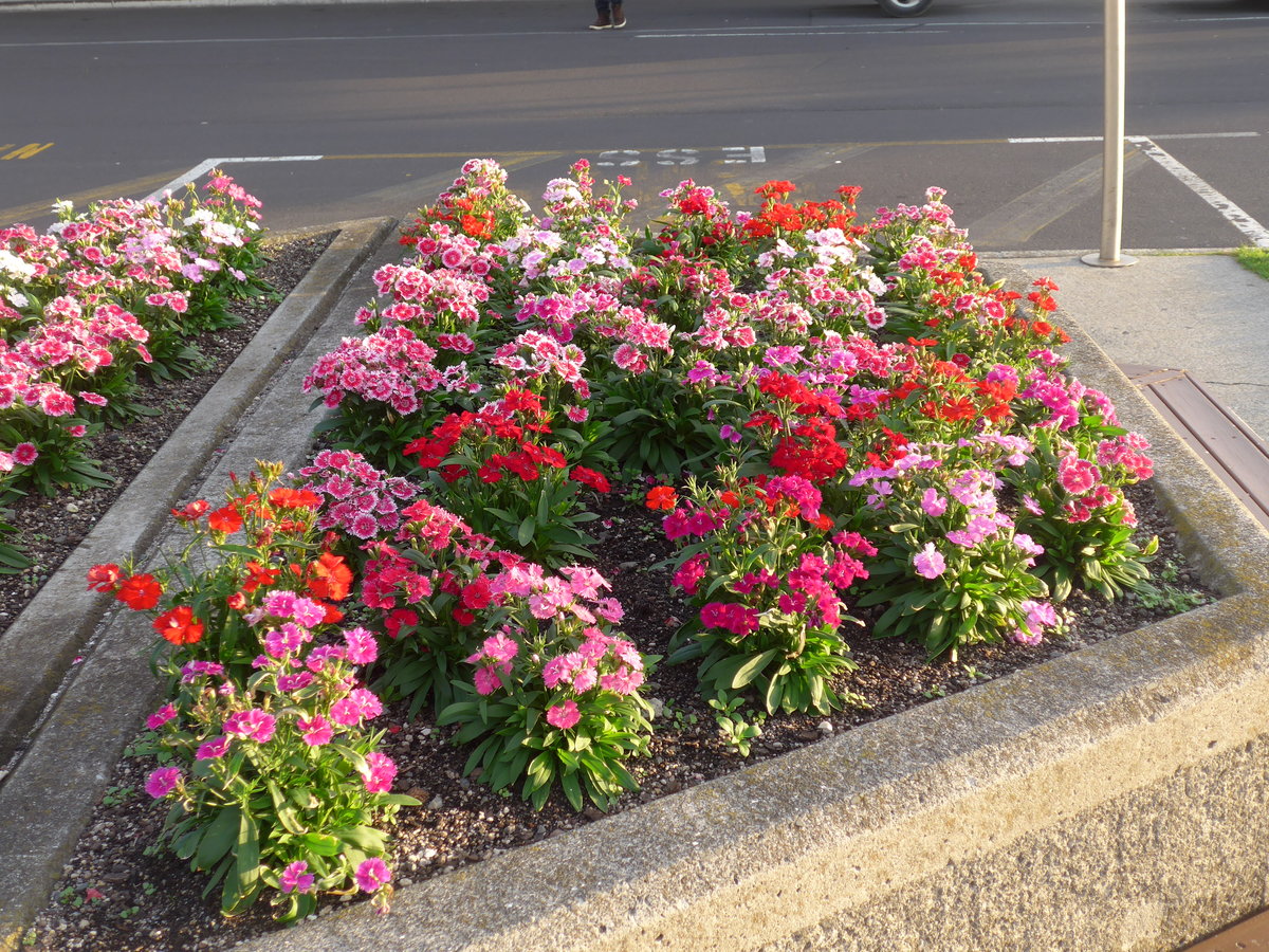 (192'214) - Blumen am 1. Mai 2018 beim Airport von Auckland