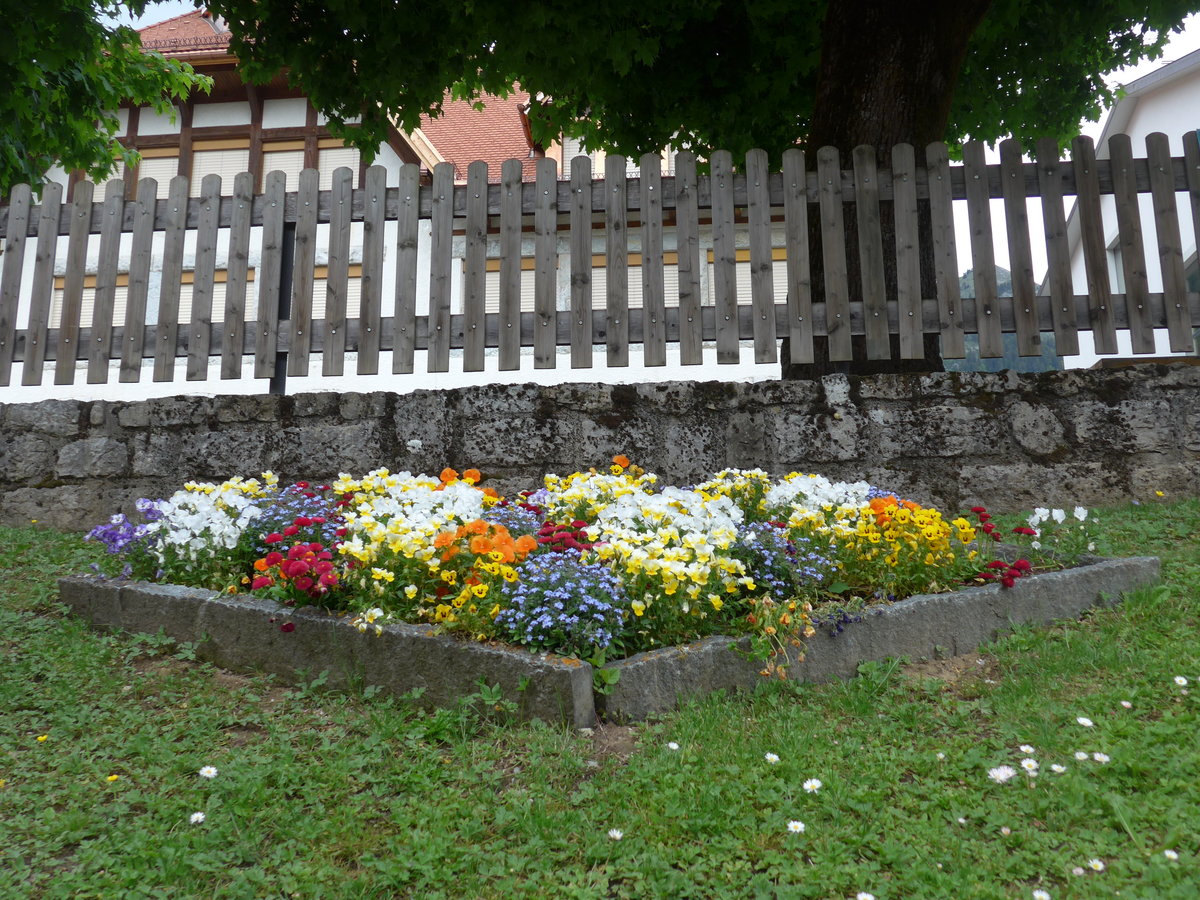 (193'287) - Blumen am 21. Mai 2018 in Chteau-d'Oex