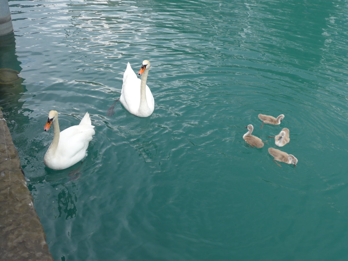 (193'765) - Schwanenfamilie am 8. Juni 2018 bei der Schifflndte Thun
