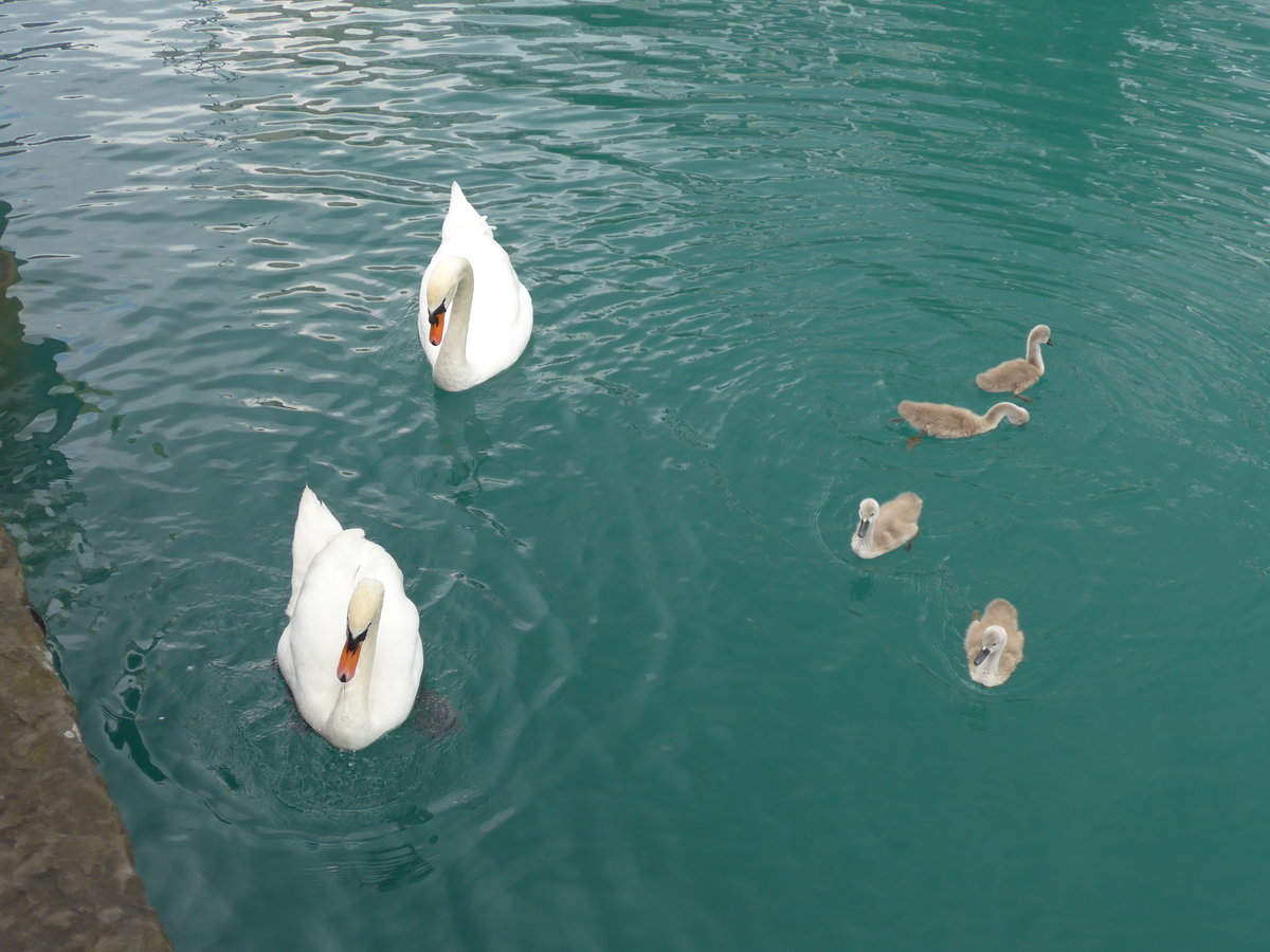 (193'766) - Schwanenfamilie am 8. Juni 2018 bei der Schifflndte Thun