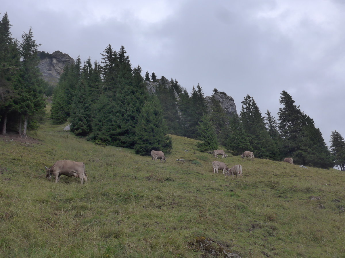 (195'964) - Khe auf der Allmenalp am 18. August 2018 bei Kandersteg