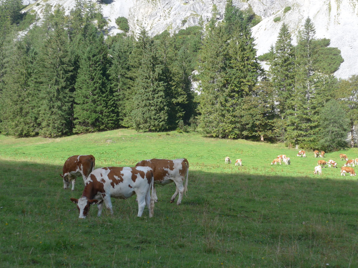 (196'753) - Klber am 11. September 2018 auf der Gramai Alm