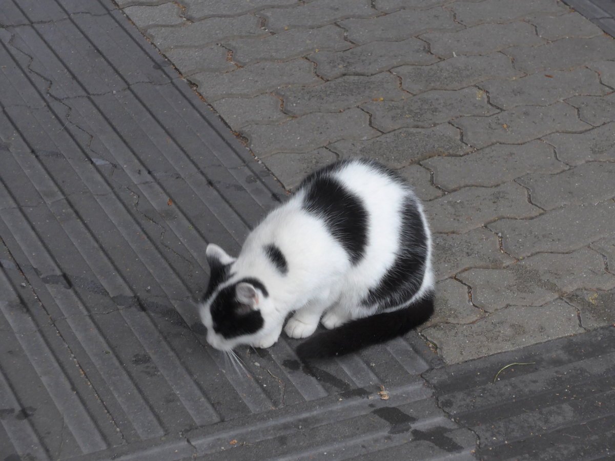 (197'429) - Eine Katze am 14. September 2018 beim Bahnhof Sd in Salzburg