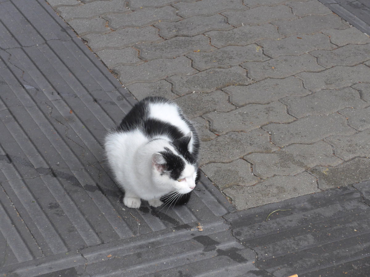 (199'430) - Eine Katze am 14. September 2018 beim Bahnhof Sd in Salzburg