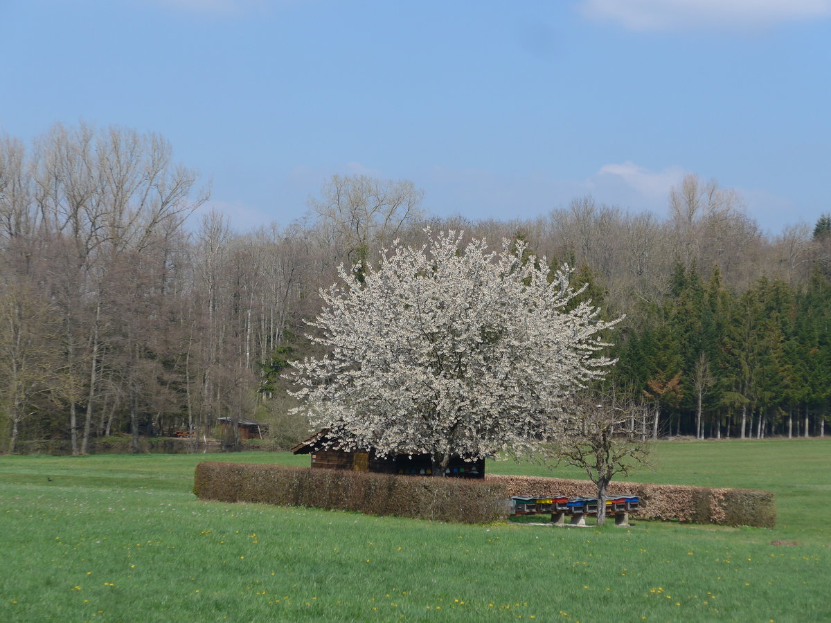 (203'755) - Blhender Baum und Bienenhaus am 15. April 2019 in Vendlincourt