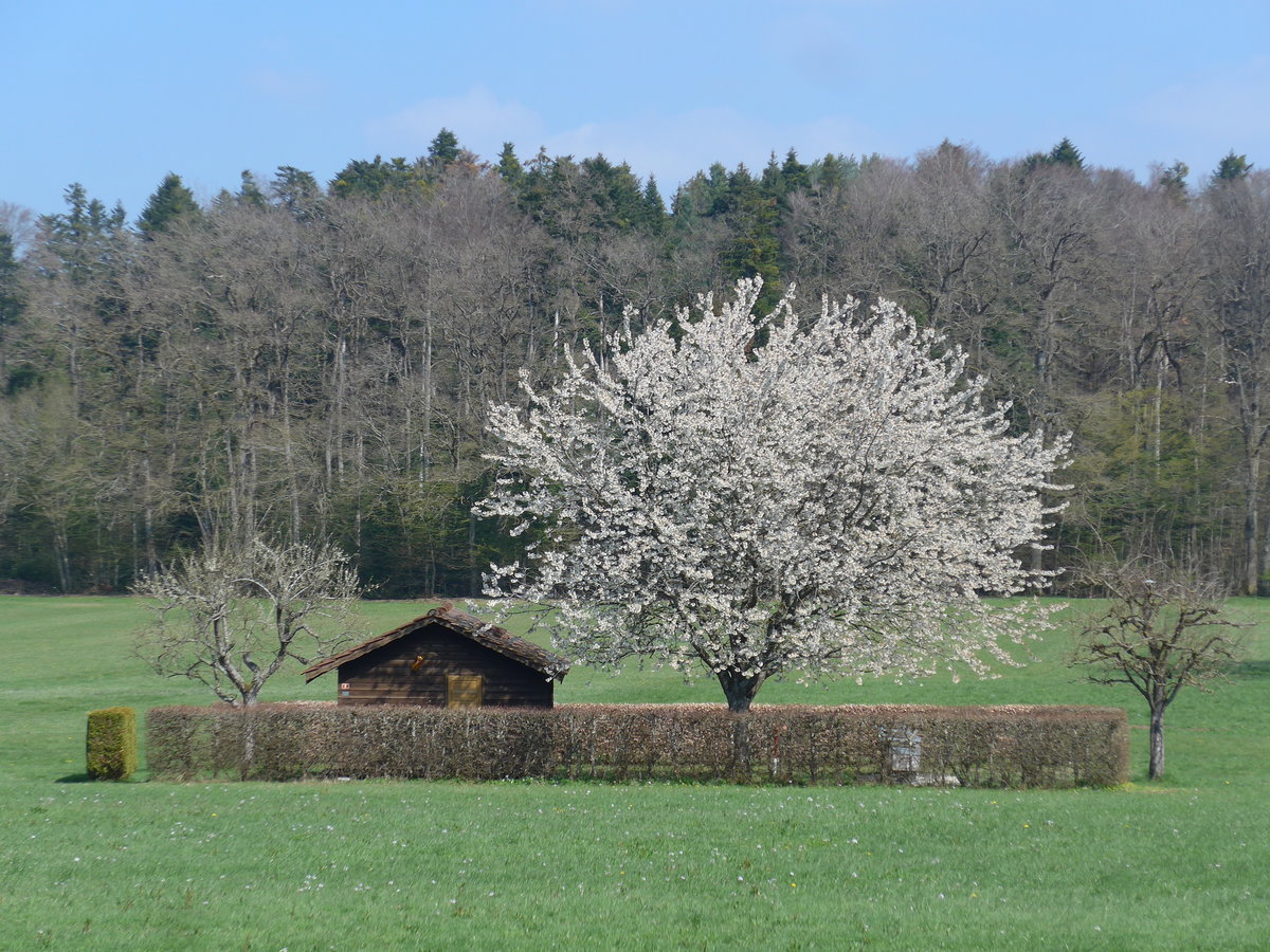 (203'756) - Bienenhaus und blhender Baum am 15. April 2019 in Vendlincourt