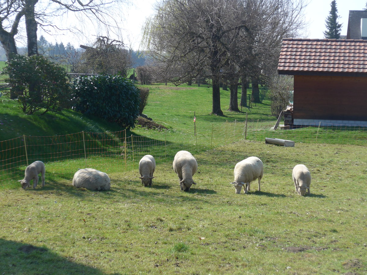 (203'766) - Schafe am 15. April 2019 in Vendlincourt