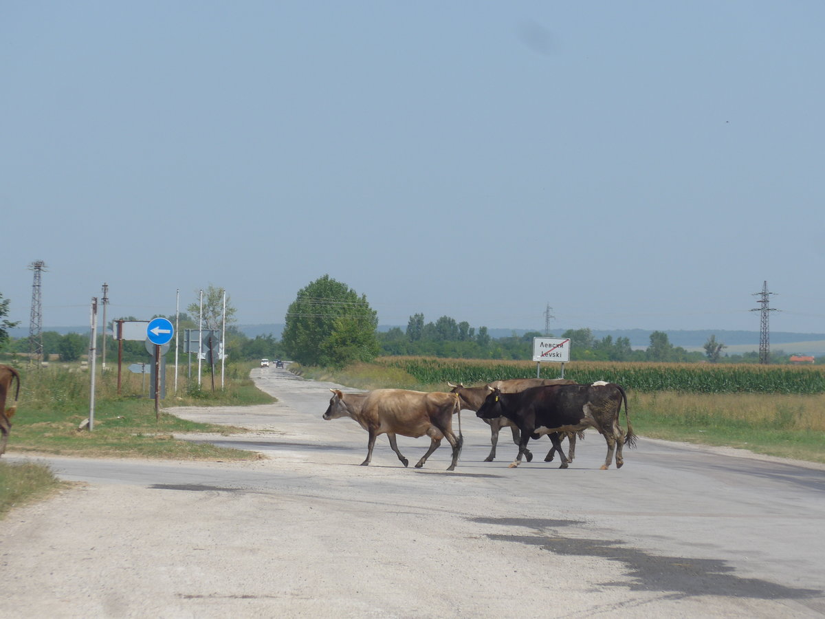 (206'988) - Khe berqueren die Strasse am 3. Juli in Levski