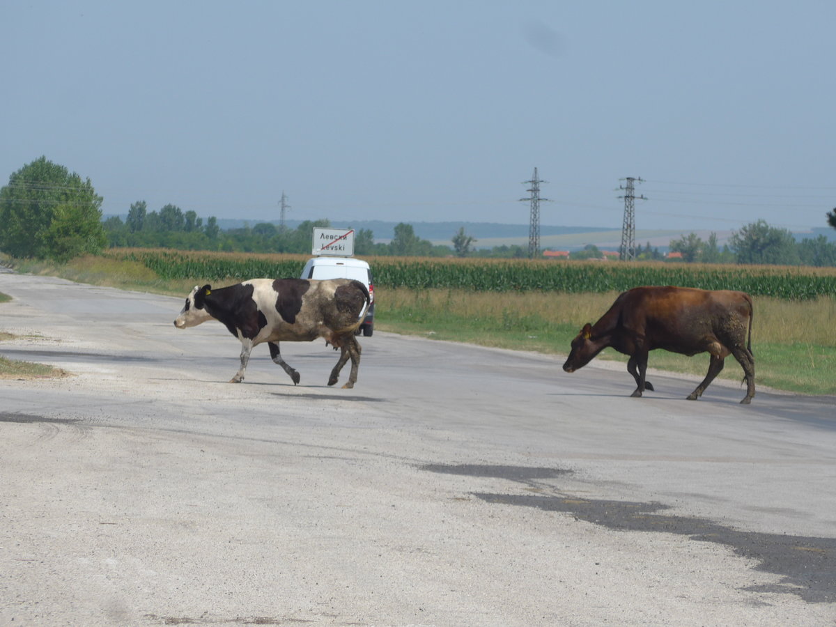 (206'989) - Khe berqueren die Strasse am 3. Juli 2019 in Levski