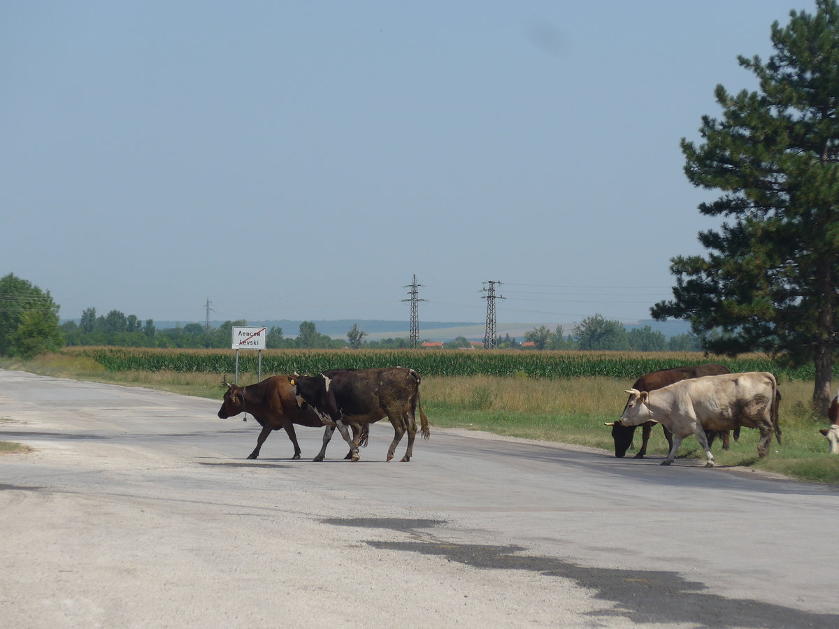 (206'990) - Khe berqueren die Strasse am 3. Juli 2019 in Levski