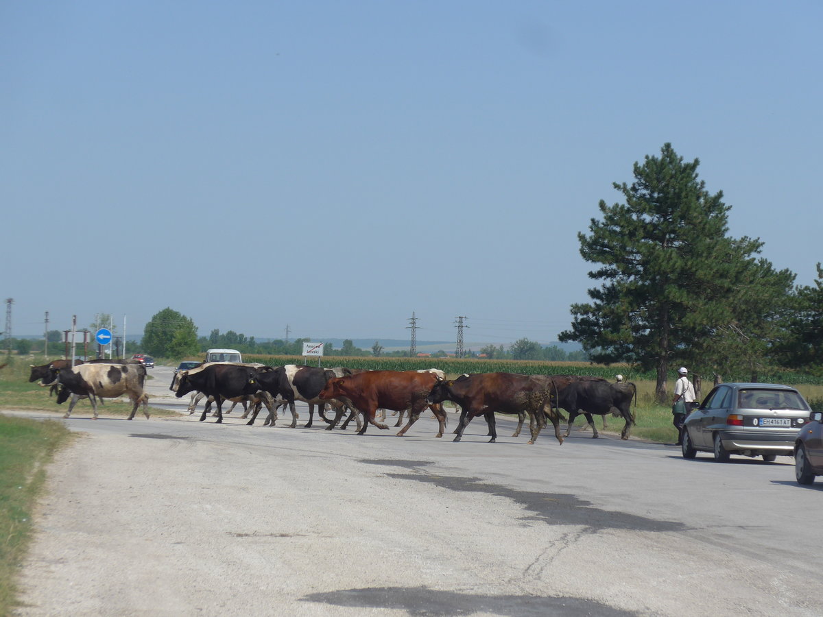 (206'991) - Khe berqueren die Strasse am 3. Juli 2019 in Levski