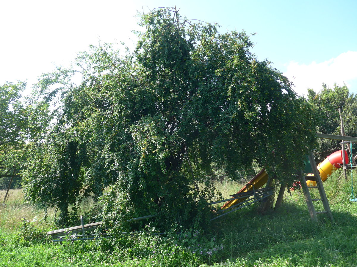 (207'257) - Mirabellenbaum beim Ferienheim am 4. Juli 2019 in Kavlak