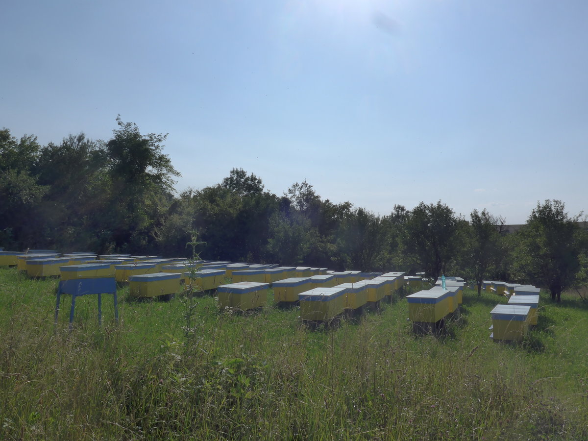 (207'283) - Bienenhuser am 4. Juli 2019 in Kavlak