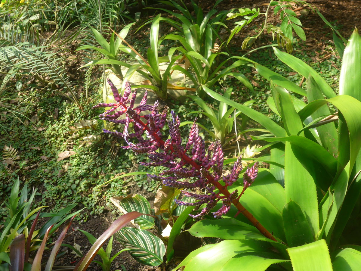 (209'092) - Pflanzen am 25. August 2019 im Papiliorama in Kerzers