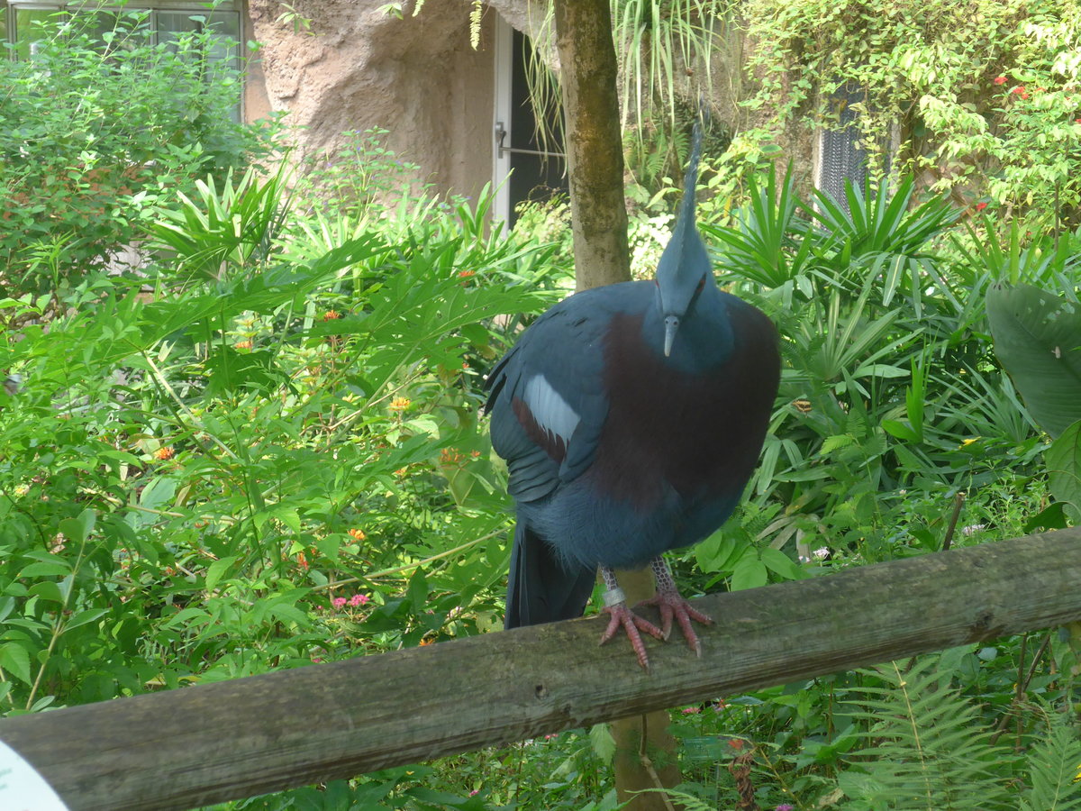 (209'095) - Fchertaube am 25. August 2019 in Papiliorama in Kerzers