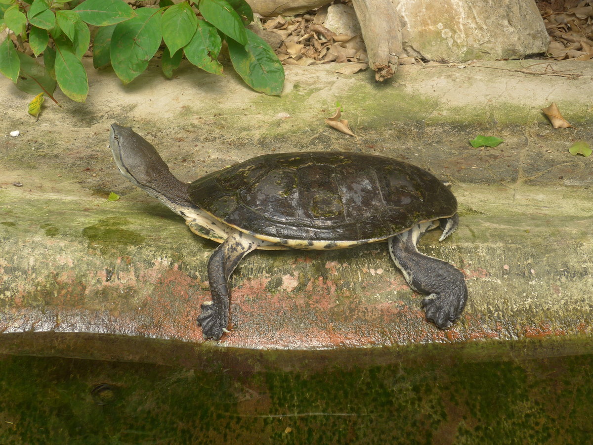 (209'102) - Hellrandige Krtenkopfschildkrte am 25. August 2019 im Papiliorama in Kerzers