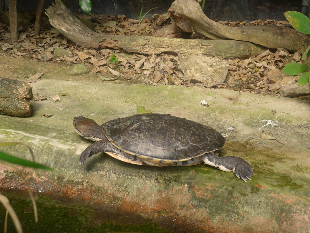 (209'103) - Hellrandige Krtenkopfschildkrte am 25. August 2019 im Papiliorama in Kerzers