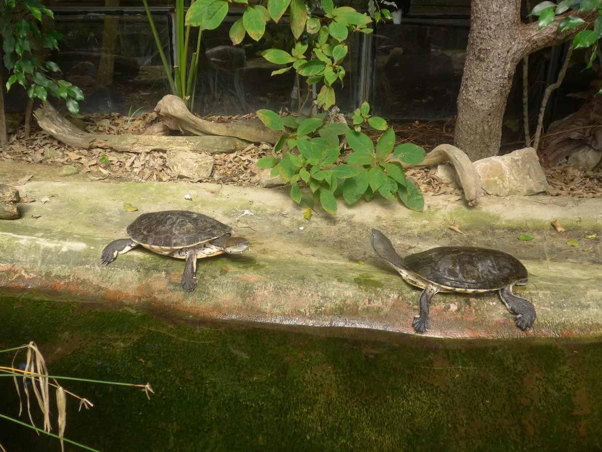 (209'104) - Hellrandige Krtenkopfschildkrten am 25. August 2019 im Papiliorama in Kerzers
