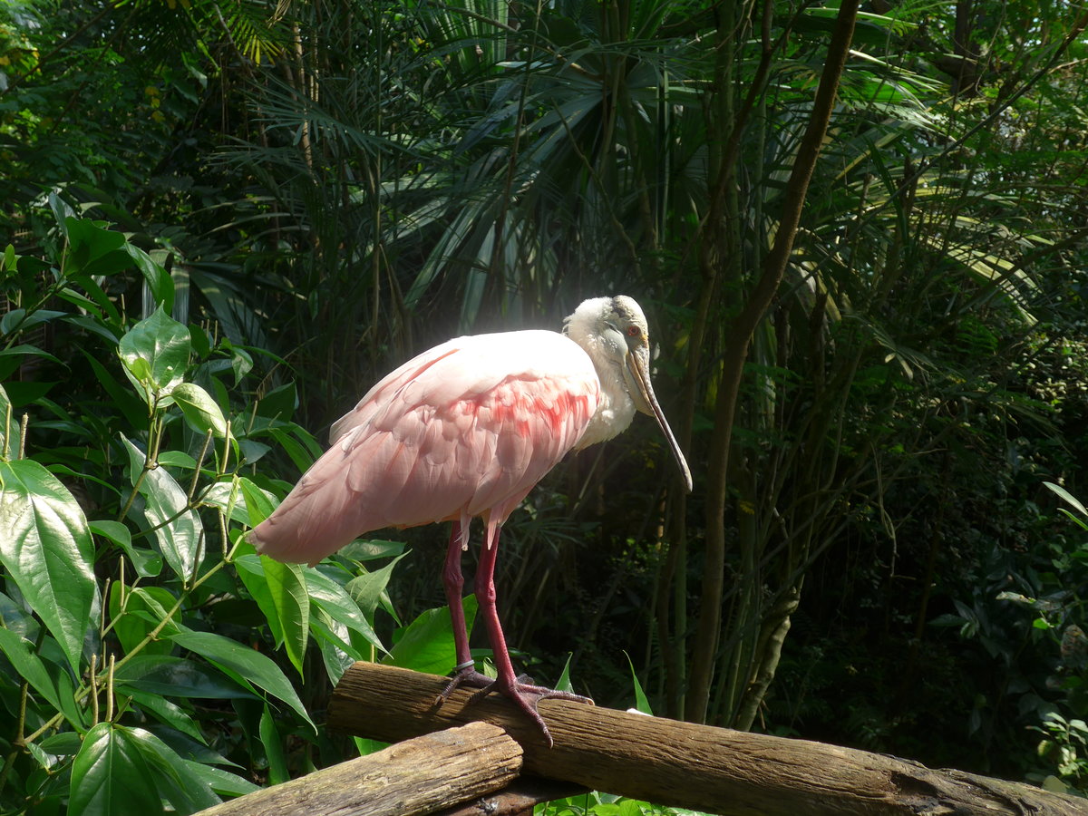 (209'106) - Rosa Lffler am 25. August 2019 im Papiliorama in Kerzers