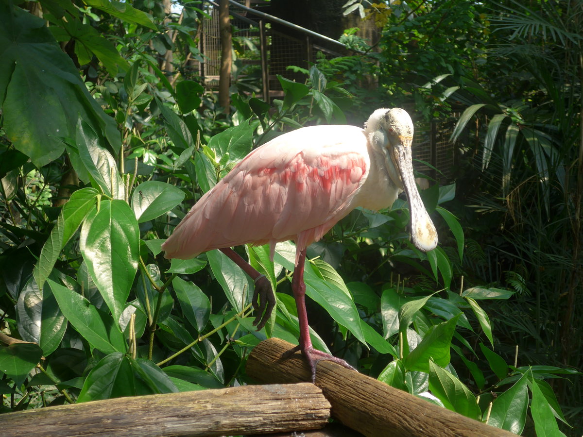 (209'108) - Rosa Lffler am 25. August 2019 im Papiliorama, Kerzers