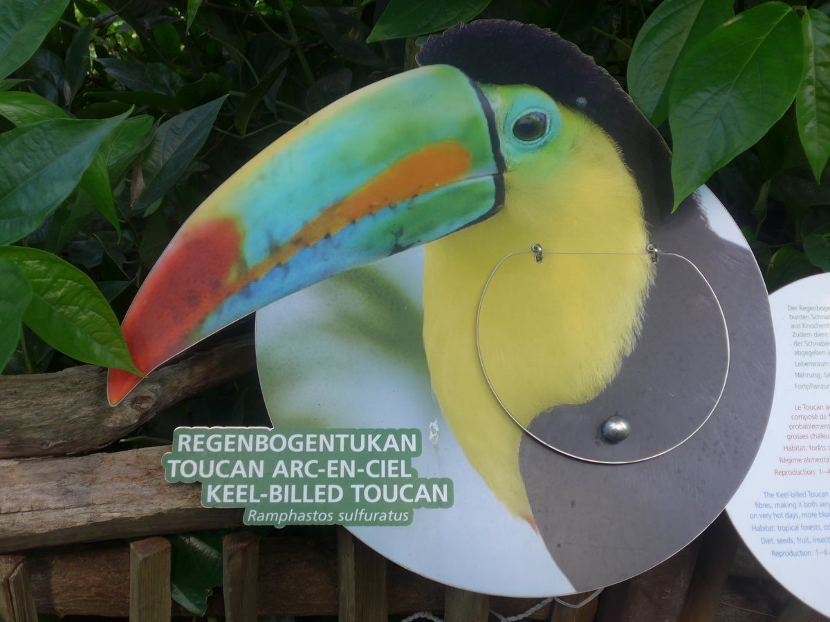 (209'111) - Beschrieb fr den Regenbogentukan am 25. August 2019 im Papiliorama in Kerzers