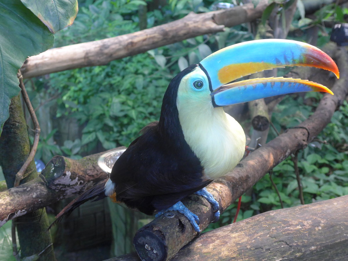 (209'114) - Regenbogentukan am 25. August 2019 im Papiliorama in Kerzers