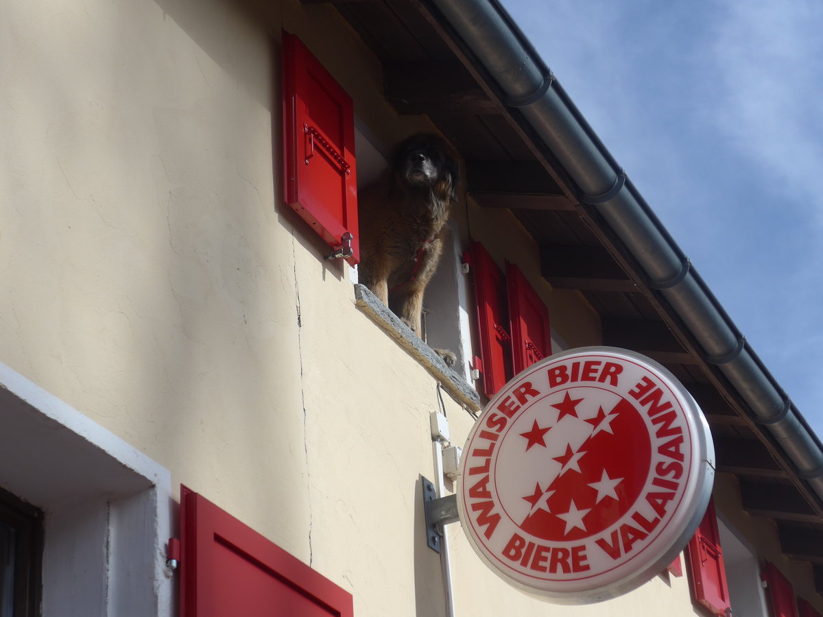 (209'795) - Der Hund berwacht aus dem Fenster die Lage am 22. September 2019 auf dem Grimselpass