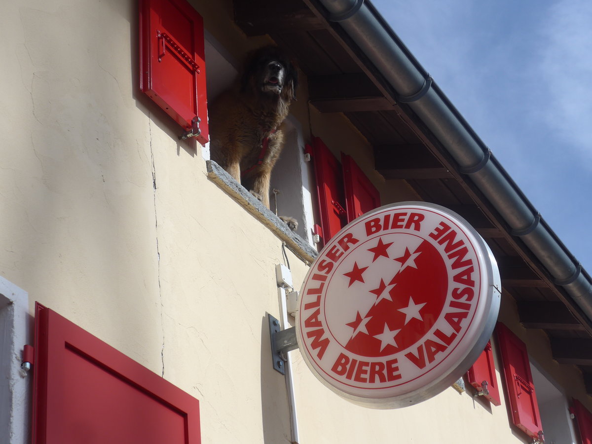 (209'796) - Der Hund berwacht aus dem Fenster die Lage am 22. September 2019 auf dem Grimselpass