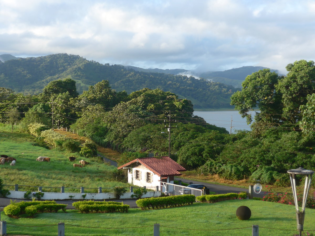 (211'144) - Aussicht von Los Hroes mit weidenden Khen und Arenalsee am 14. November 2019 in Nuevo Arenal