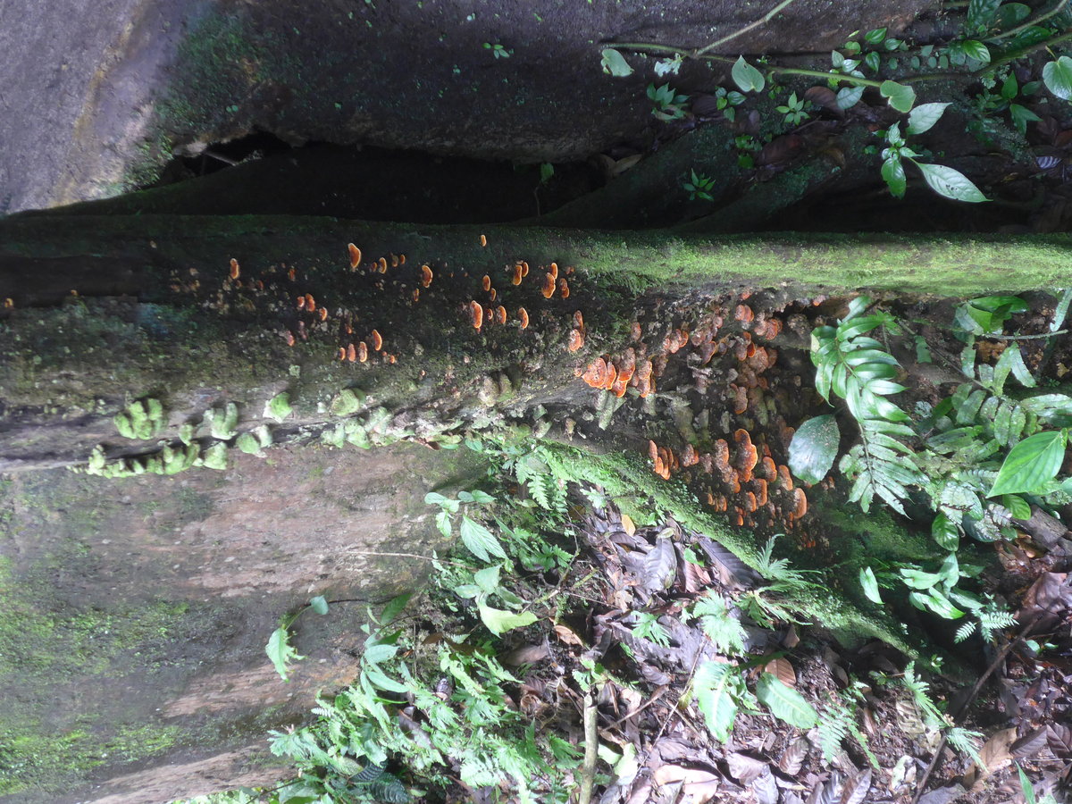 (211'176) - Pilze am Baumstamm im Mistico am 14. November 2019 bei La Fortuna