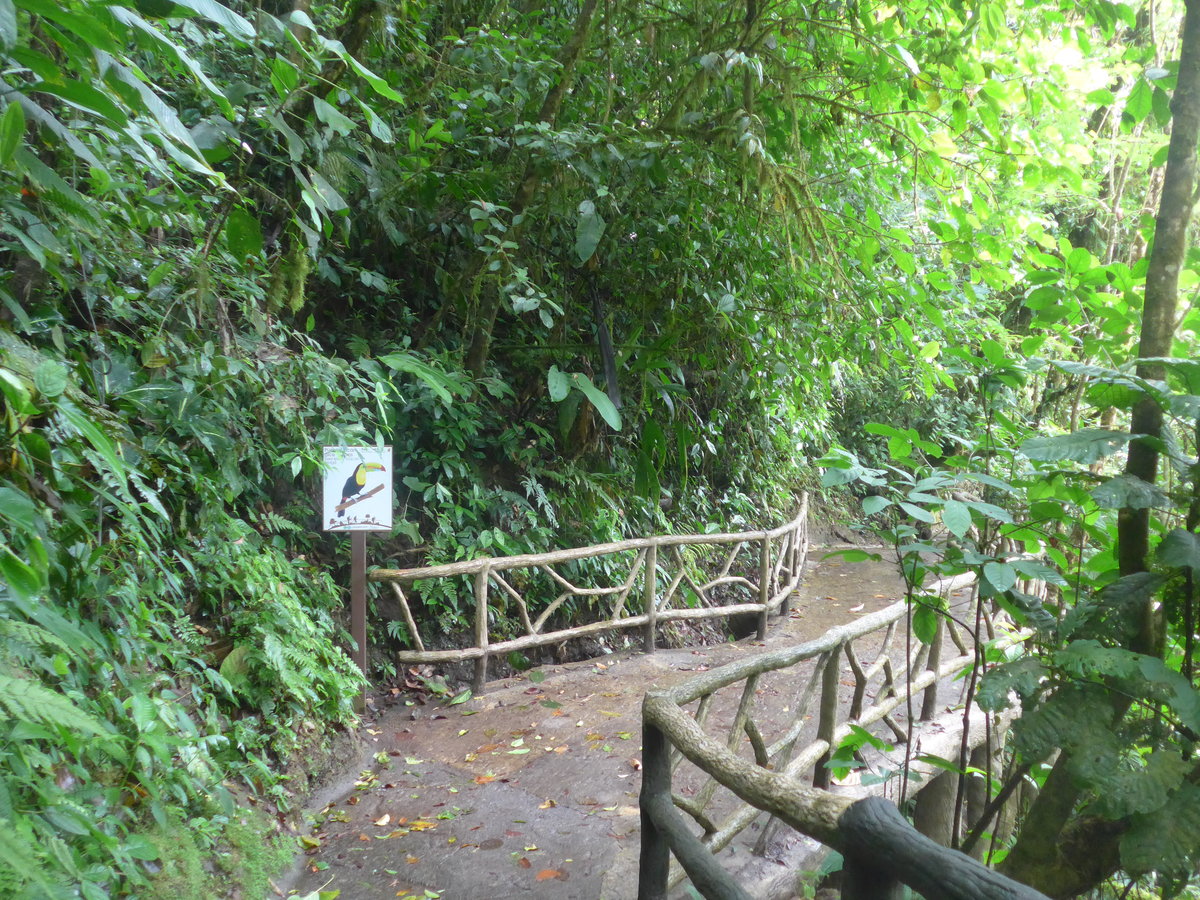 (211'186) - Puente Tucn pico Arcoins im Mistico am 14. November 2019 bei La Fortuna