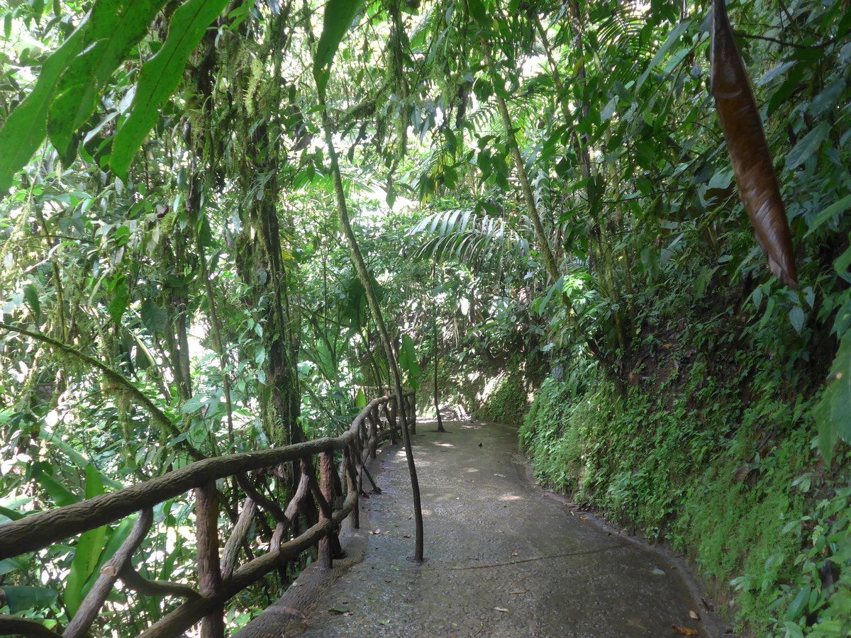(211'215) - Bume im Mistico am 14. November 2019 bei La Fortuna