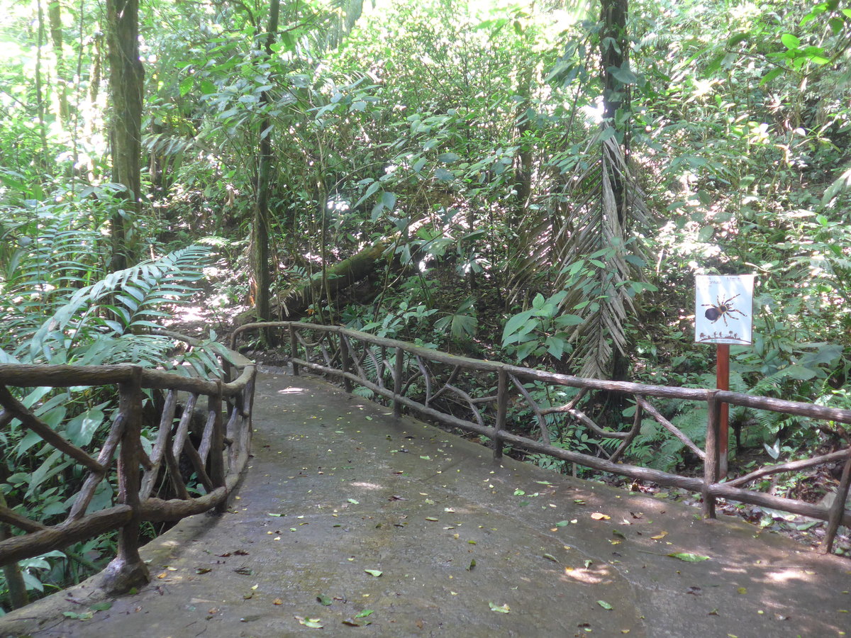 (211'217) - Puente La Tarntula im Mistico am 14. November 2019 bei La Fortuna