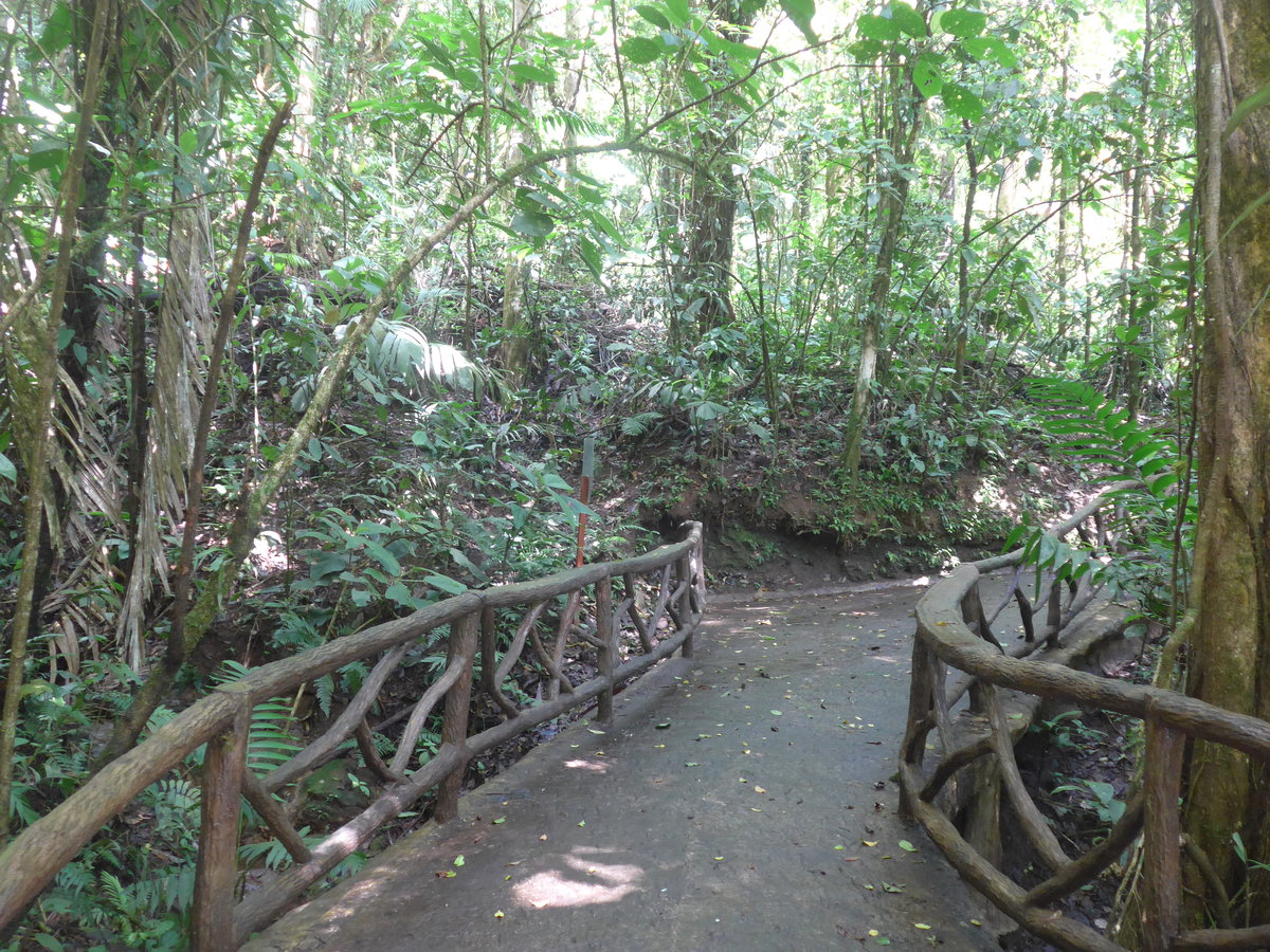 (211'218) - Puente La Tarntula im Mistico am 14. November 2019 bei La Fortuna