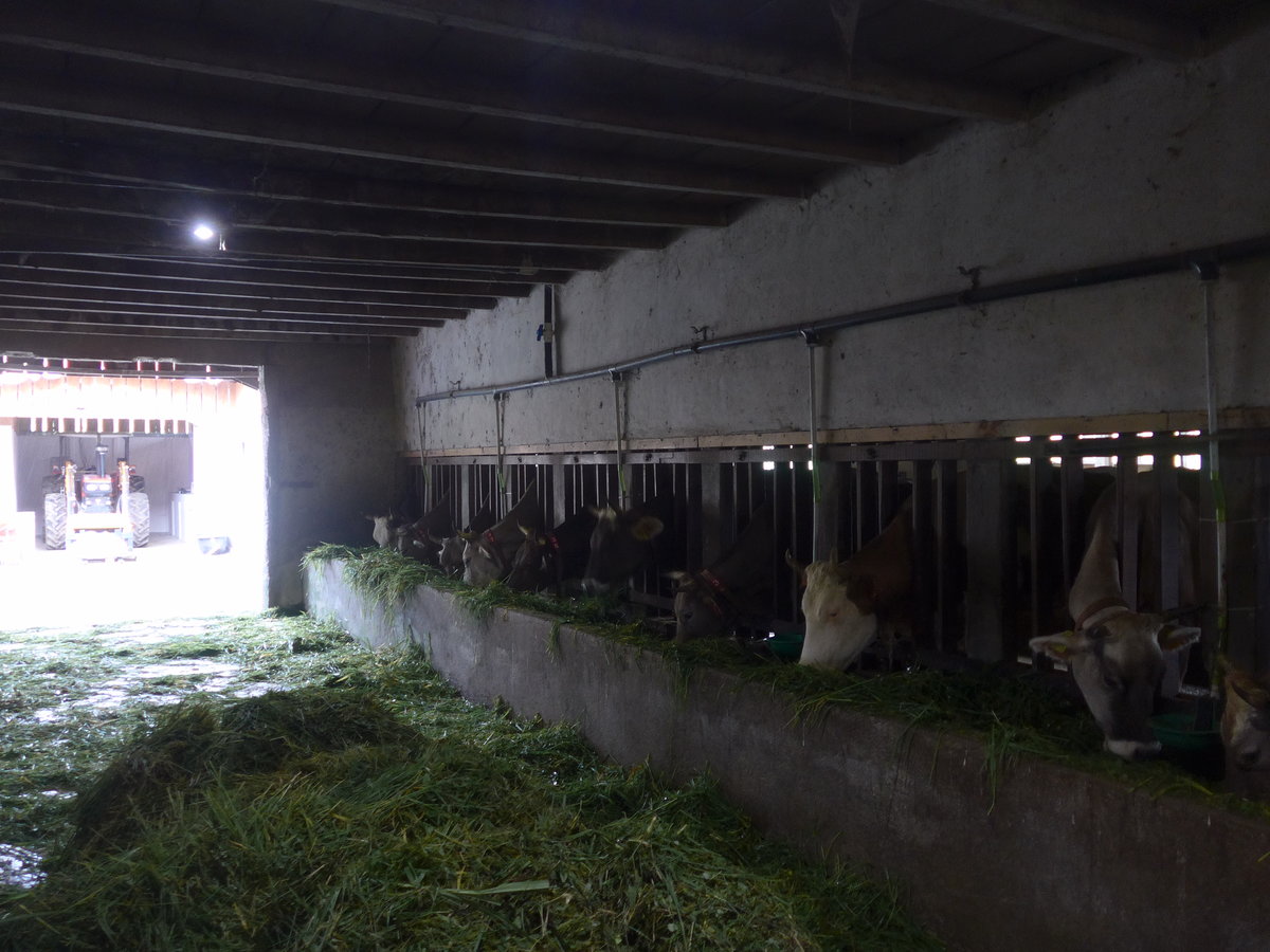 (211'374) - Khe im Stall am 16. November 2019 in Nuevo Arenal, Los Hroes