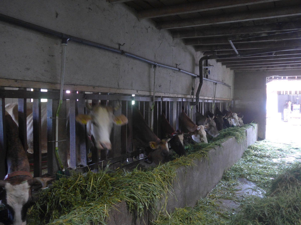 (211'375) - Khe im Stall am 16. November 2019 in Nuevo Arenal, Los Hroes