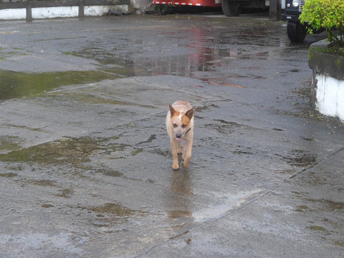 (211'402) - Hund am 16. November 2019 in Nuevo Arenal, Los Hroes