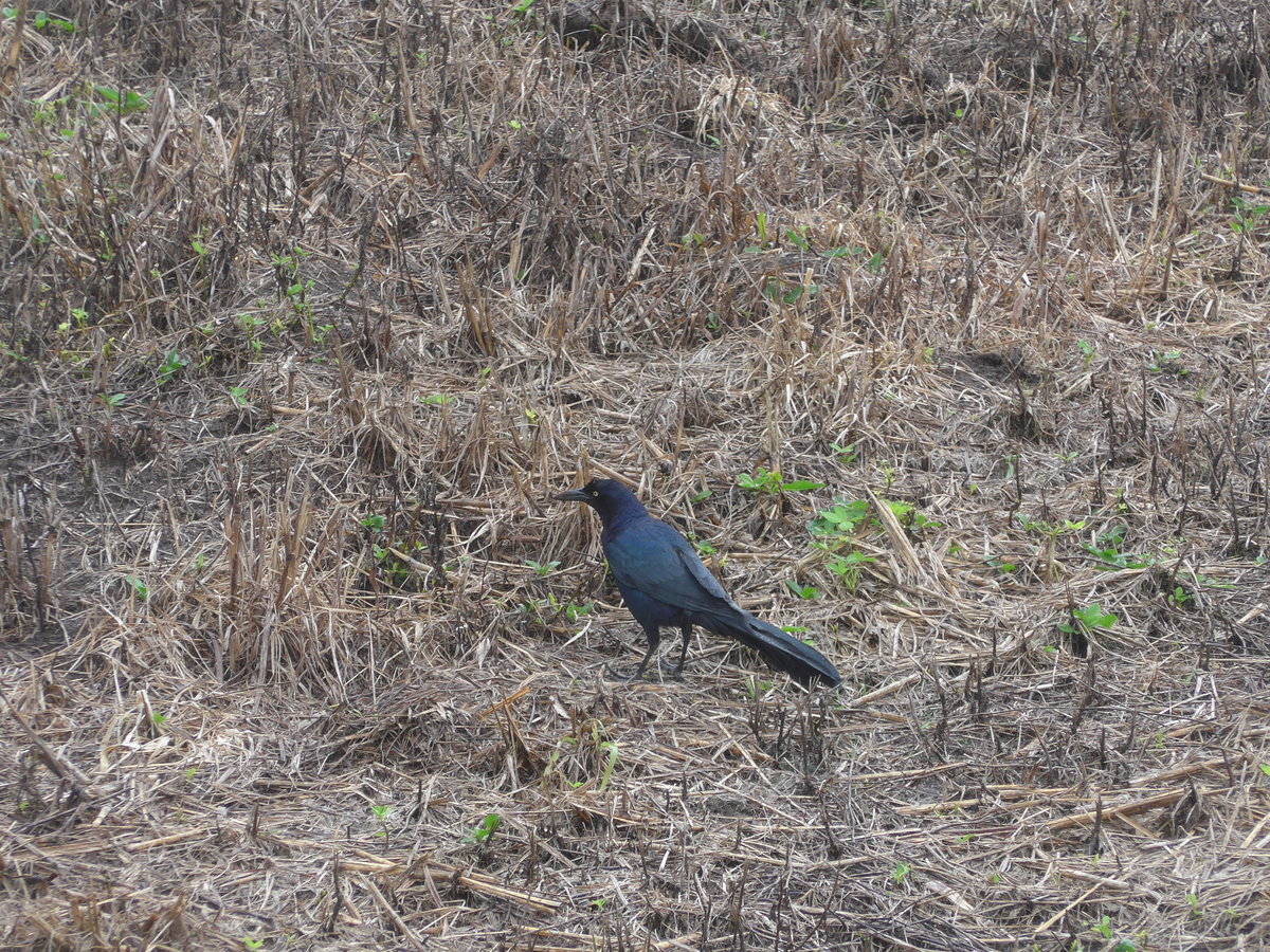 (211'404) - Vogel am 16. November 2019 in Nuevo Arenal, Los Hroes