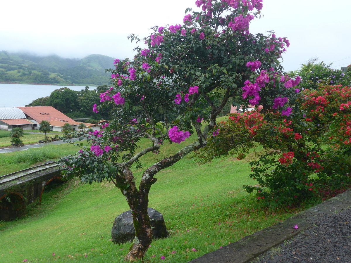 (211'419) - Blumenpracht am 16. November 2019 in Nuevo Arenal, Los Hroes