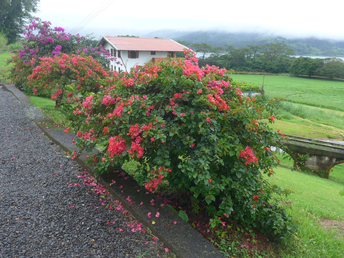 (211'420) - Blumenpracht am 16. November 2019 in Nuevo Arenal, Los Hroes