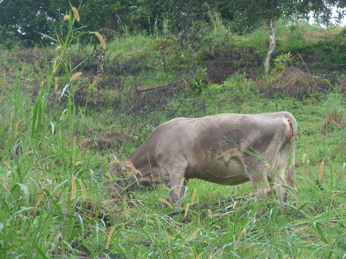 (211'429) - Weidende Kuh am 16. November 2019 in Nuevo Arenal, Los Hroes