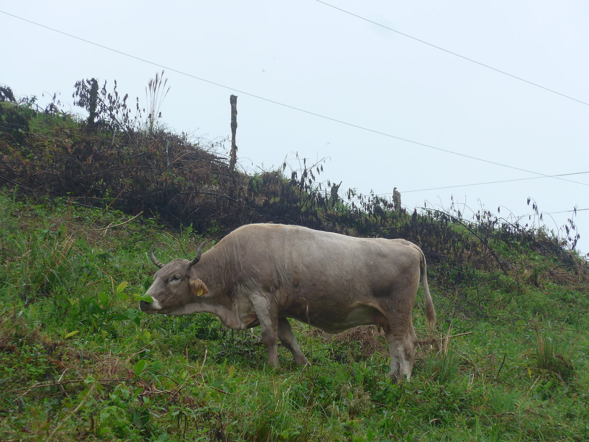 (211'430) - Weidende Kuh am 16. November 2019 in Nuevo Arenal, Los Hroes
