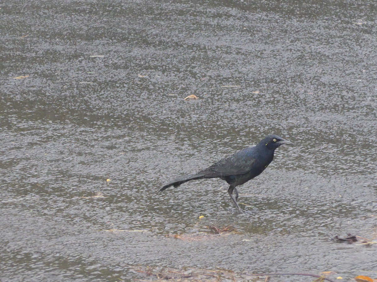 (211'433) - Vogel am 16. November 2019 in Nuevo Arenal, Los Hroes
