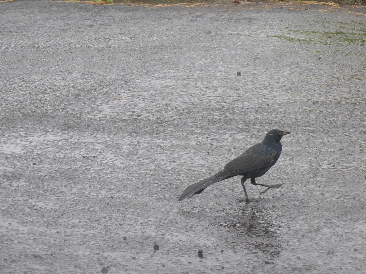 (211'434) - Vogel am 16. November 2019 in Nuevo Arenal, Los Hroes