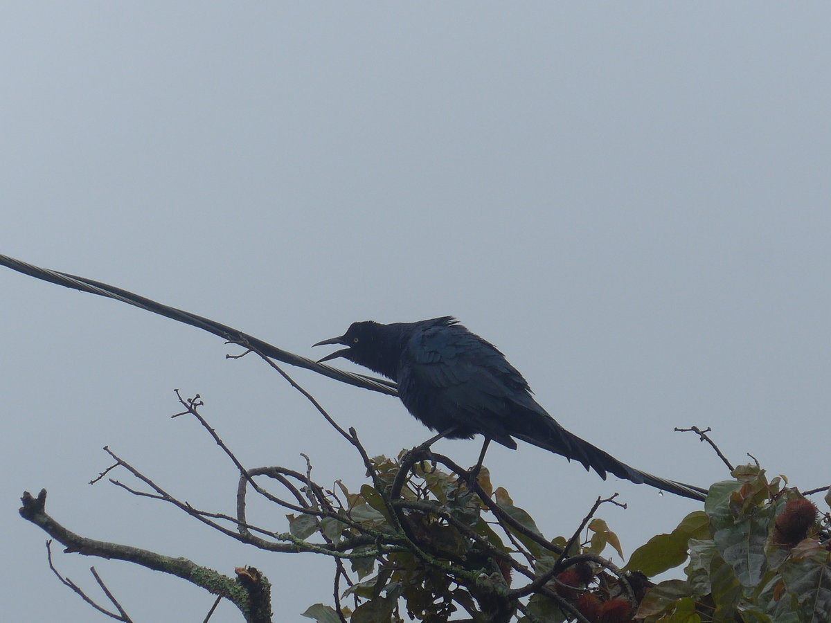 (211'443) - Vogel am 16. November 2019 in Nuevo Arenal, Los Hroes