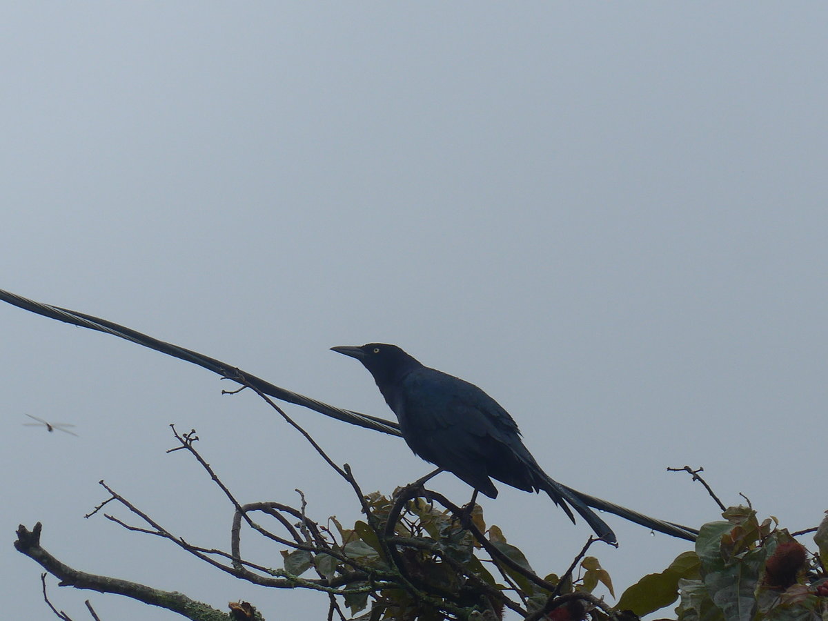 (211'444) - Vogel am 16. November 2019 in Nuevo Arenal, Los Hroes
