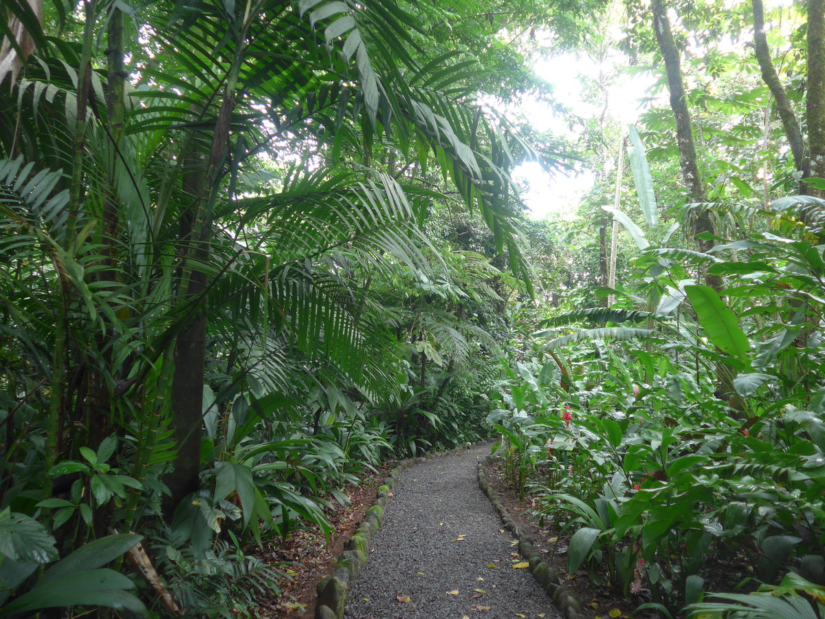 (211'504) - Im Eco Danaus am 17. November 2019 bei La Fortuna