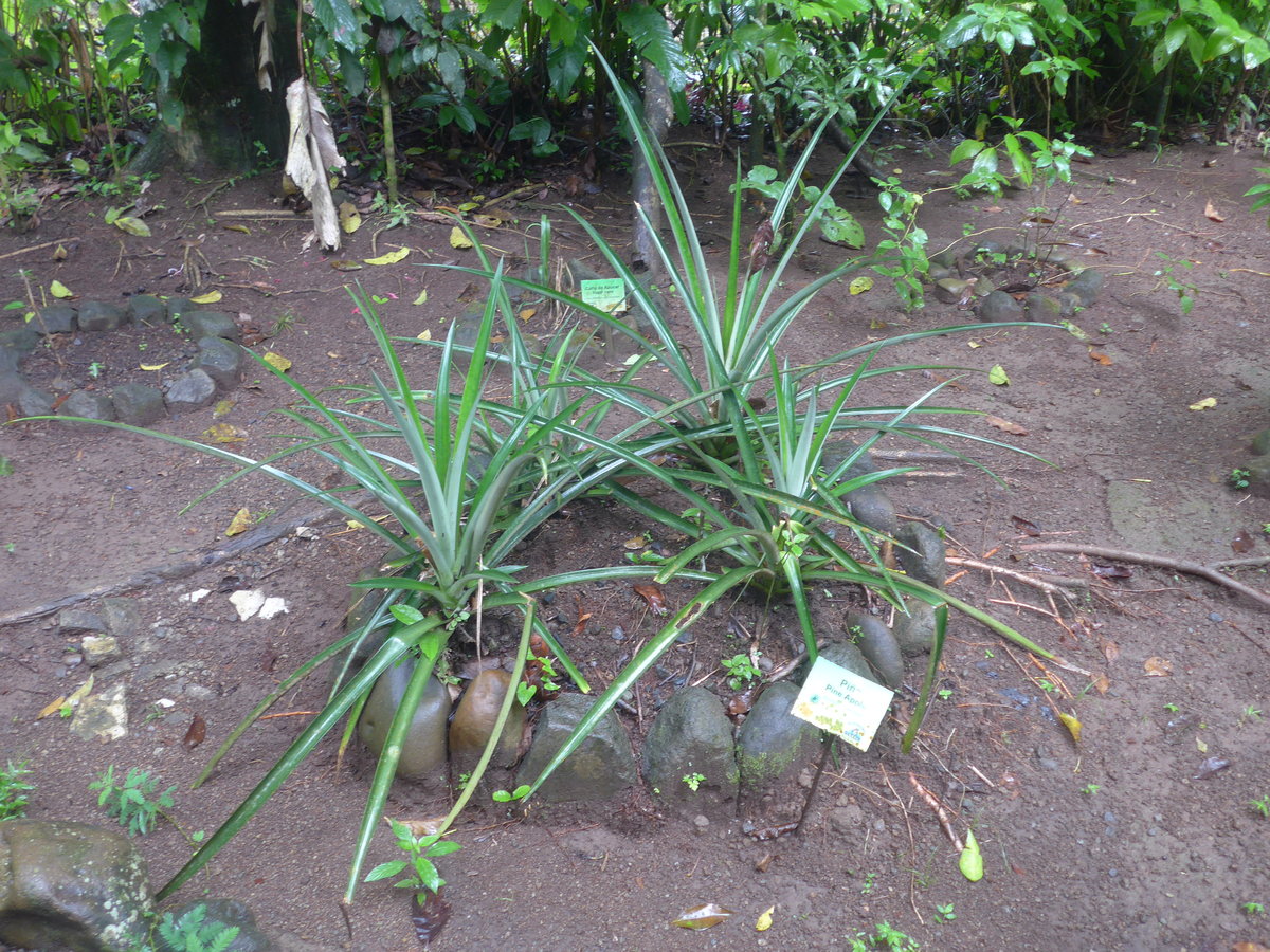 (211'534) - Ananas-Pflanzen im Danaus am 17. November 2019 bei La Fortuna
