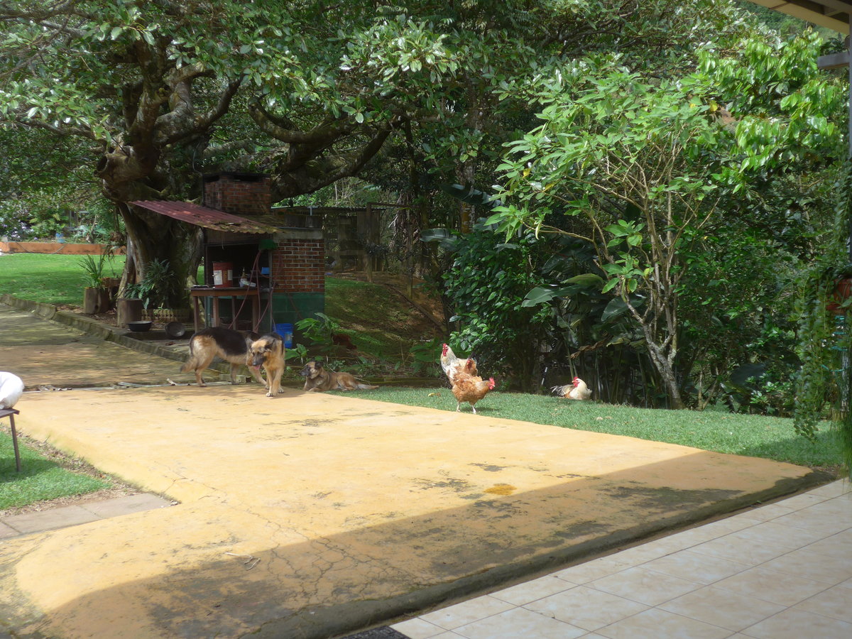 (211'573) - Hunde und Hhner am 18. November 2019 in Rio Jsus