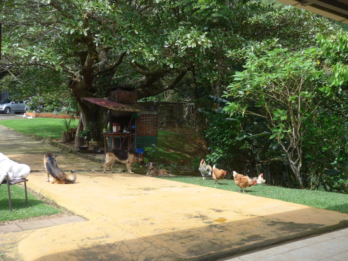 (211'574) - Hunde und Hhner am 18. November 2019 in Rio Jsus